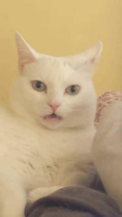 Flehmen response for the kitty, face of regret in our eyes.