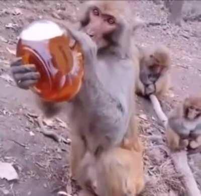 Party like a monke