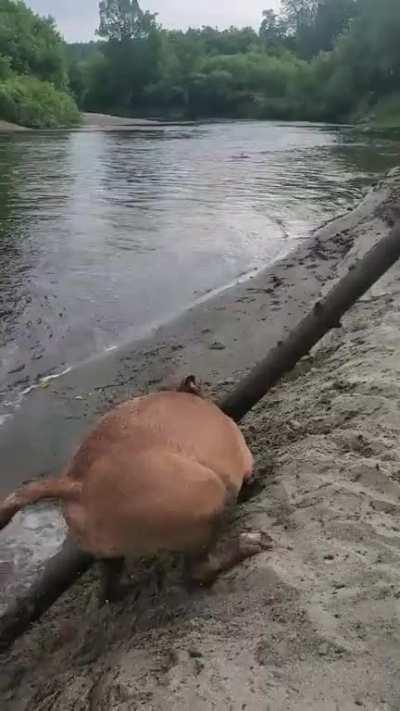 Thats one big stick