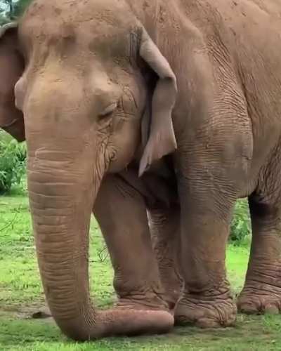 Vatsala, the world's oldest Elephant passed away at the age of over 100 years at Panna Tiger Reserve in Madhya Pradesh, India.