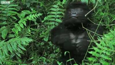 [Upteempth time trying to upload this because mods take it down without explanation] Me (spy gorilla) coming into r/wsb late AF, trying to fit in.