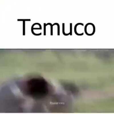 Temuco 😈🇸🇴