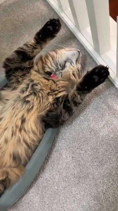 How my cat sleeps every night. Do cats normally do this?? ð