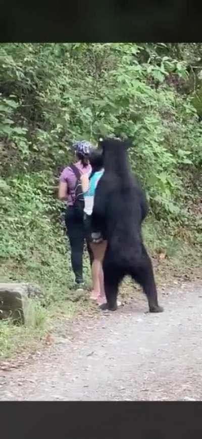 Bear encounter in Mexico