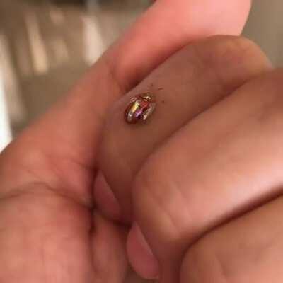 Wait, GOLDEN TORTOISE BEETLE IS EVOLVING !