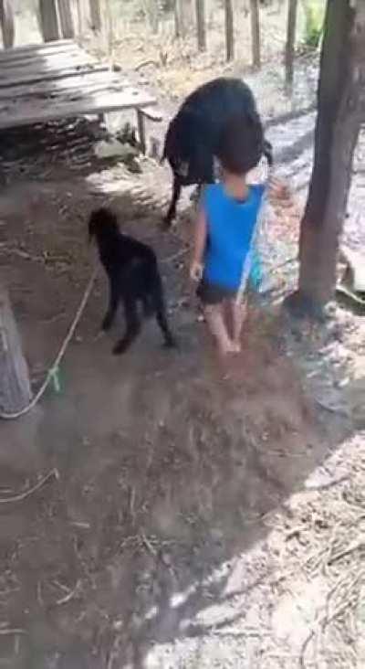 Don't mess with GOAT