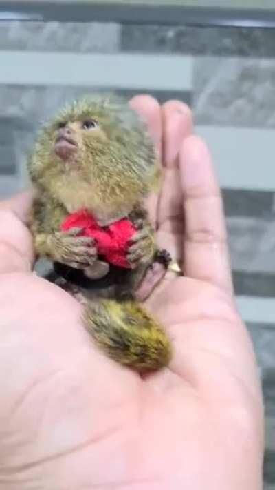 The world's smallest monkey - A pygmy marmoset - Notable for weighing just over 100 grams (3.5 ounces)