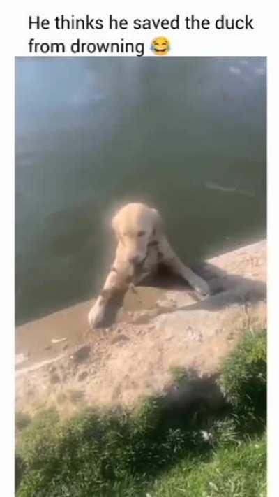 Puppy to the rescue!