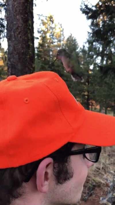 Hummingbird puzzled by a colorful safety hat.