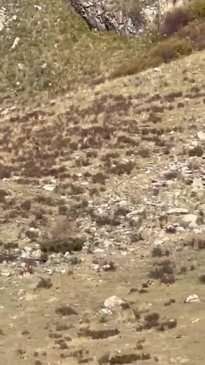 Bigfoot possibly spotted in Colorado by people on train