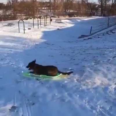 Dog riding a sled