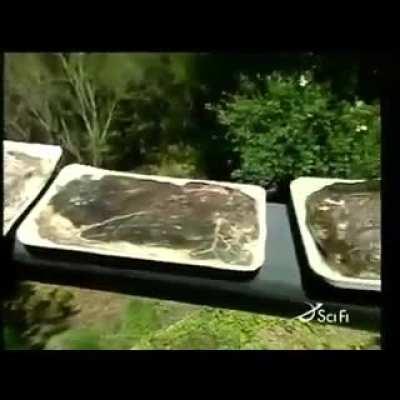 #aajonusvonderplanitz #highmeat #rawmeat #rawmilk #dietmemes