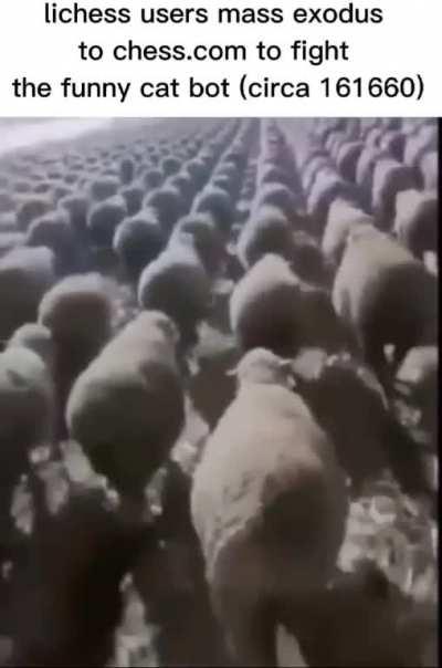 Chess.com's pr team is currently laughing all the way to the bank