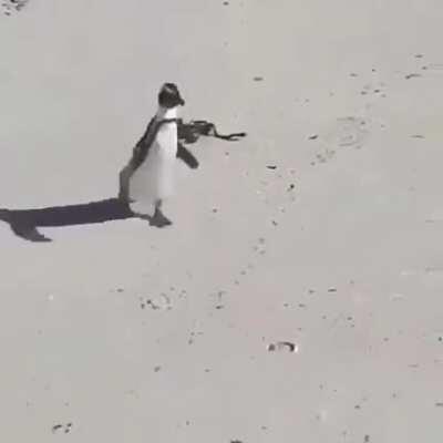 Penguin chasing away a bird