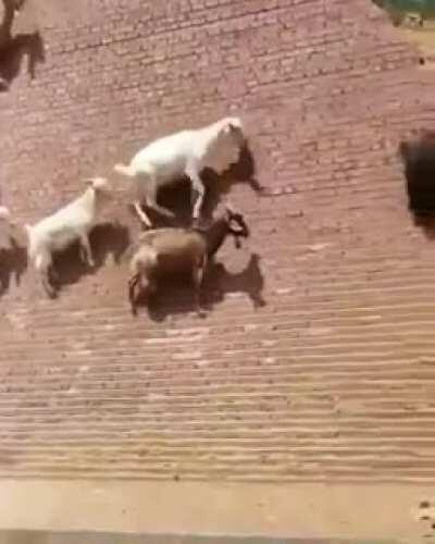 Gravity? Nope, never heard of it