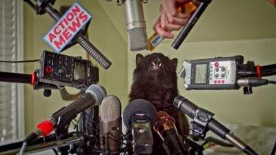 ACTION MEWS: Bringing You the Mews That Natters!