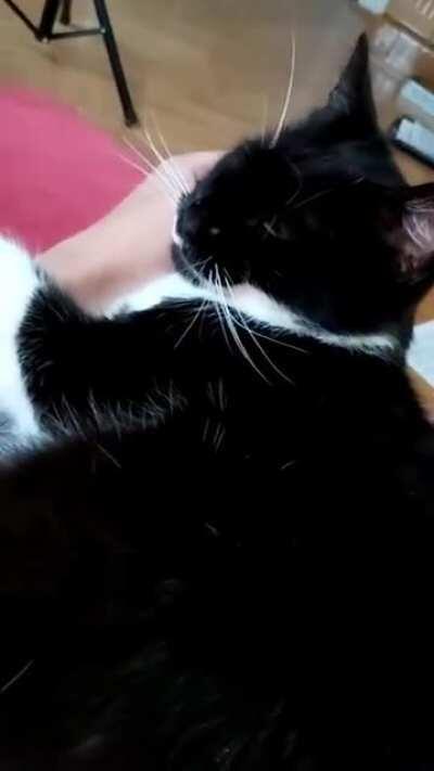 He likes to cuddle in the mornings c: