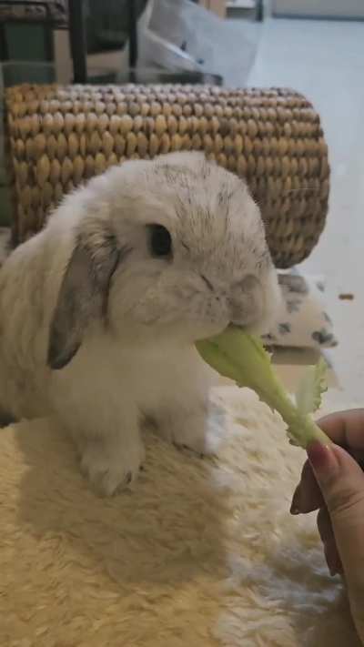 One of the reason why momo is mad at me