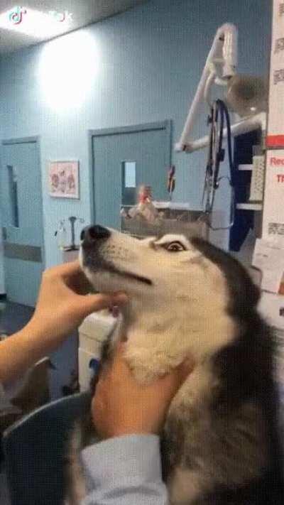 Extremely rare PEZ pupper.