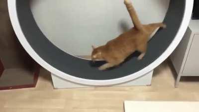 When you're a chonker it's a bit harder to keep up with New Year's resolutions