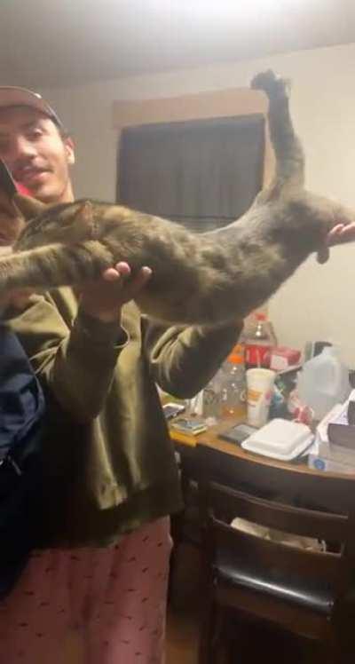 FelinE SupERVilLiAn aBOut to DEStroy hUmaNiTy.