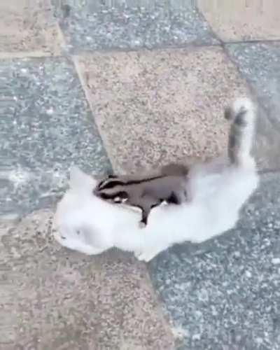 I have tamed you. You are my steed now. Onward to new adventures!