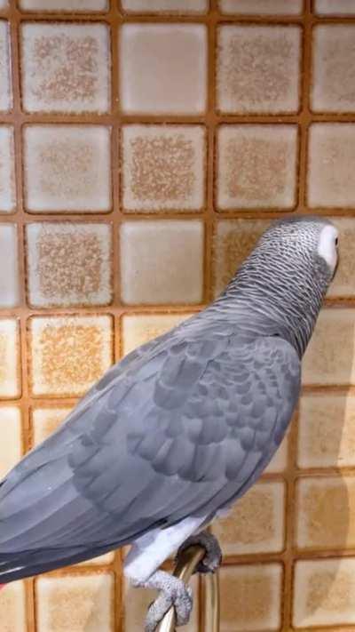 My bird corrected me