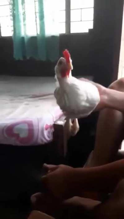 Chicken head stabilization