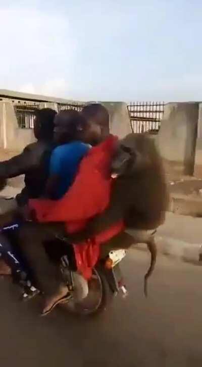 Обезьяны важны