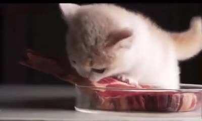 smol cat with big appetite