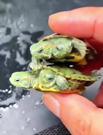 Mutant Ninja Turtles