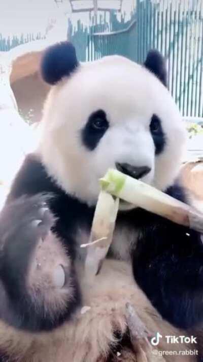 Here's a panda eating bamboo! Now smile!