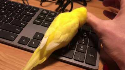 My name is Hima-chan, I’m a baby chicken - seriously this budgie is incredible at talking