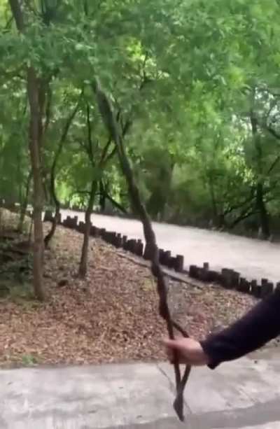 »«Guy find perfect stick.