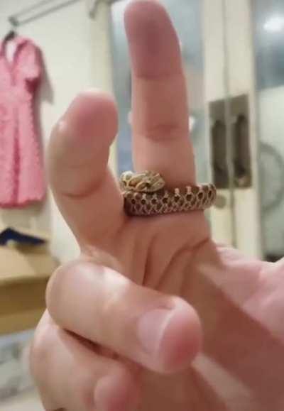 Hognose doing excersize