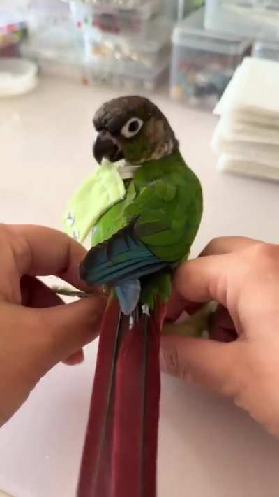 Parrot's diaper changing