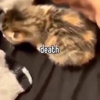 hUmAn vIcIoUsLy mAuLs cAt