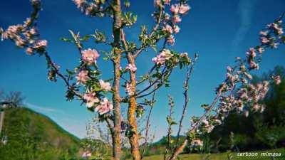 bloom (mushroom oev/cev)