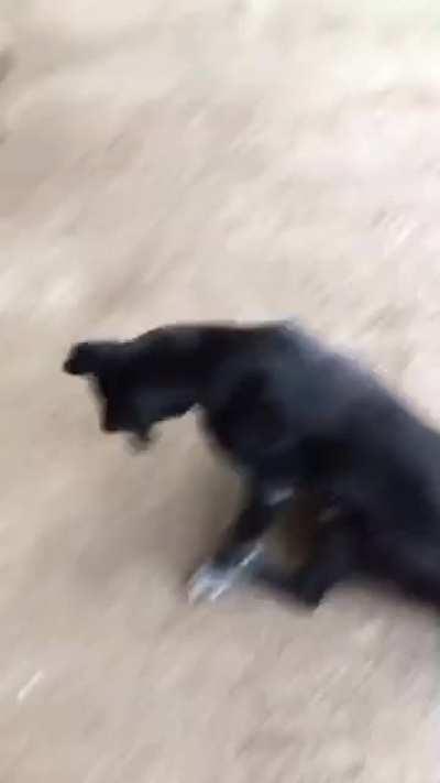 It's always the low quality videos..