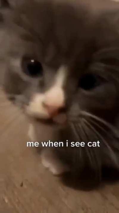 A smol criminal caught through potato camera