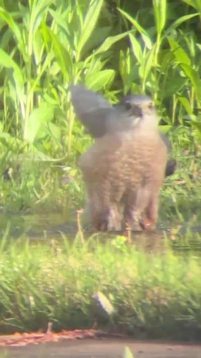 Hawk enjoying a bath in our backyard