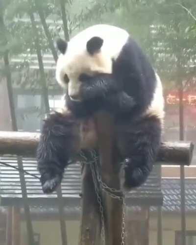 My boi looking sad, must have messed up with GF