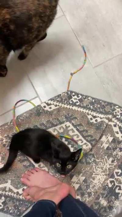 MA’AM. WE. ARE. HONGRY. (Don’t worry, I was actively mixing their wet food as they yelled. There are no starving kitties in this house)