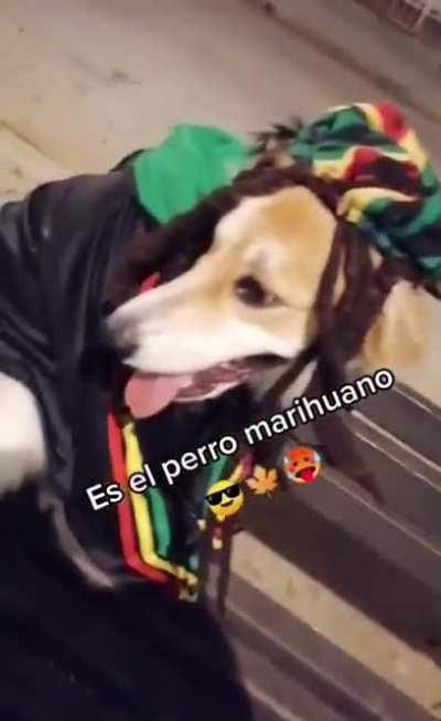 El perro mariguano😳