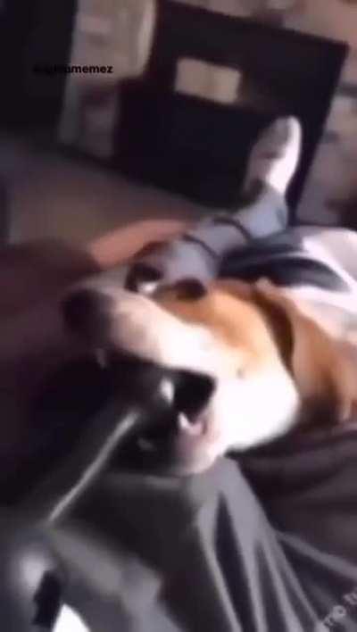 No doggy no!!! 😢😢