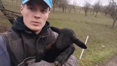 Most tolerant lamb in Croatia