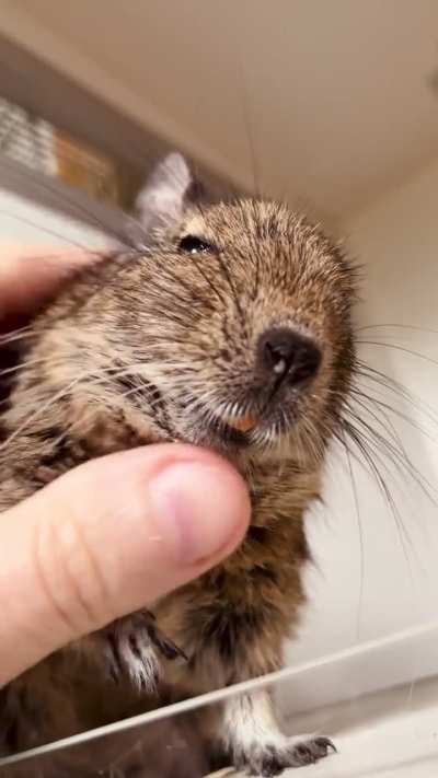 Snuggly Greetings from Speedy! ❤️🦫