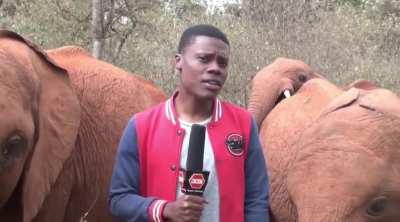 Mischievous Baby Elephant Interrupts Reporter