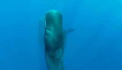 🔥 Sperm Whales sleeping vertically where they turn off half of their brain.