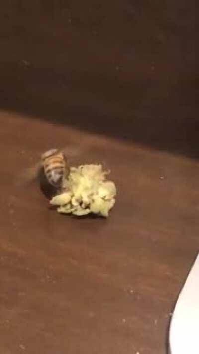 Apparently never give a bee weed